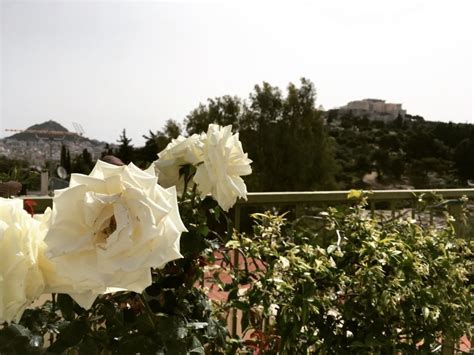 the white rose of athens